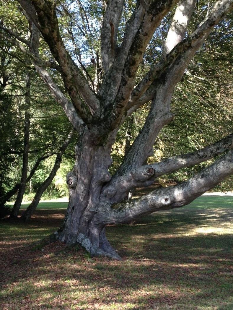 Château – photo 10