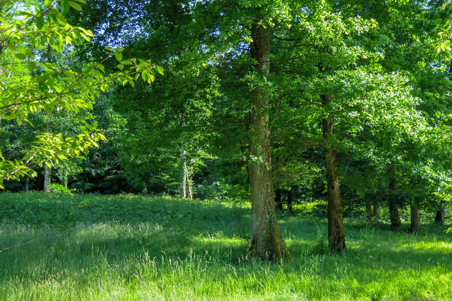 Abbaye restaurée – photo 9