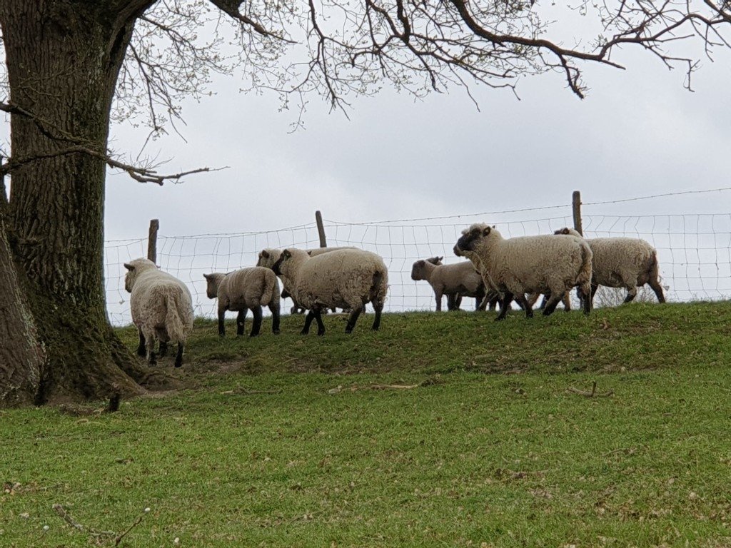 Ancien moulin à eau – photo 10