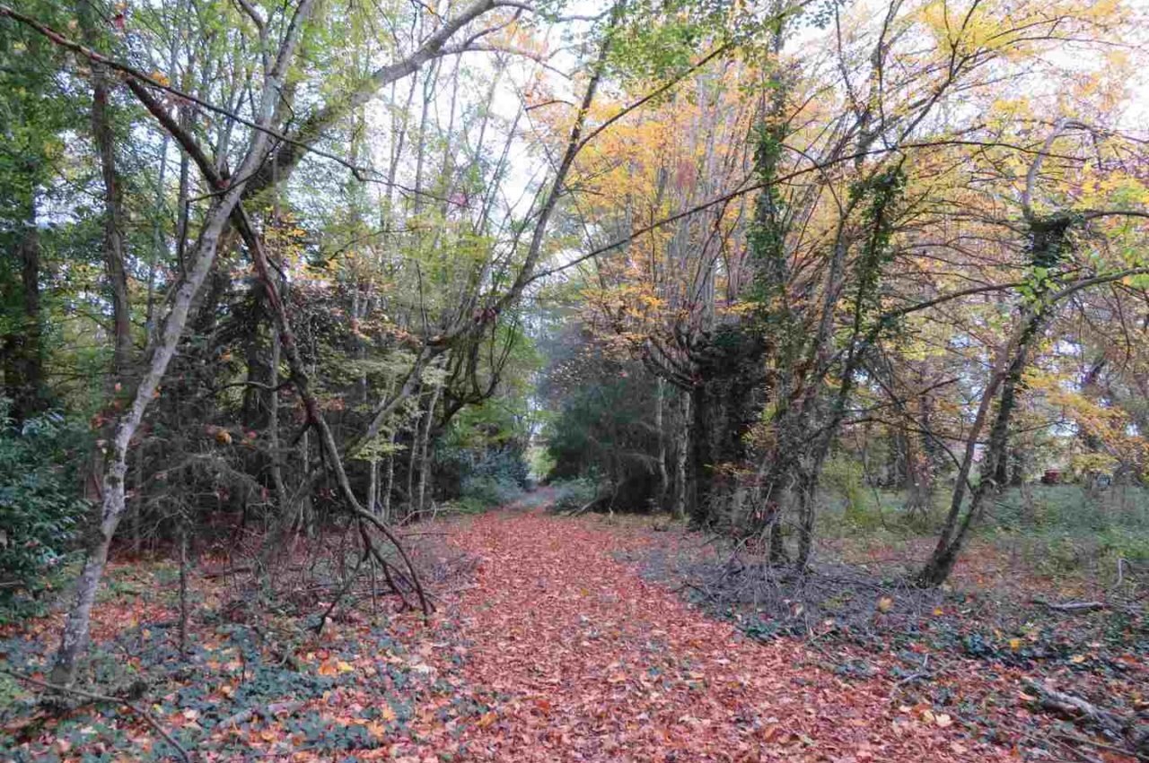 Château sur terrain de 5Ha – photo 7