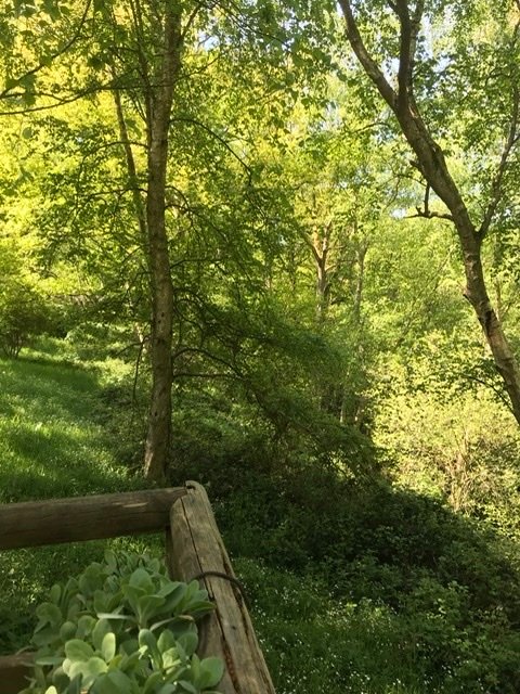 Petits chalets dans un environnement boisé – photo 6