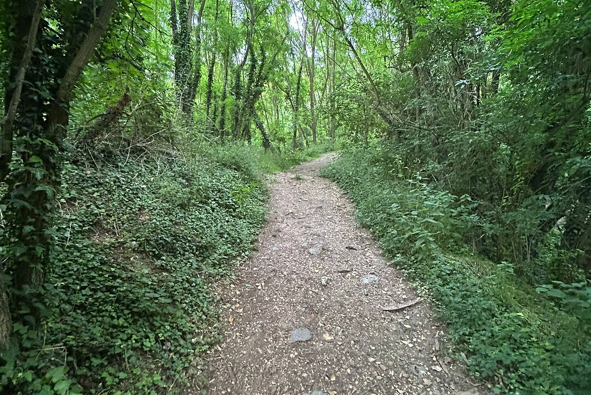La forêt privée – photo 1