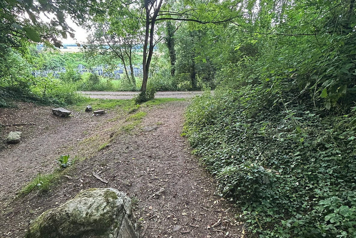 La forêt privée – photo 4