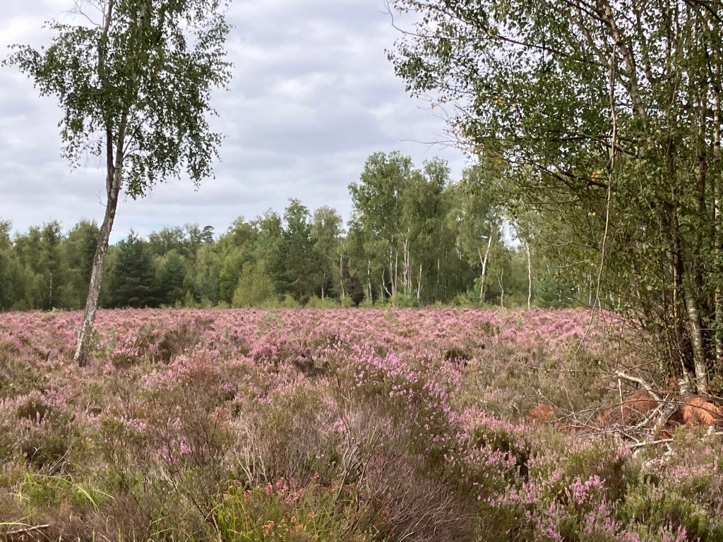 Maison forestière dans son jus région parisienne – photo 6