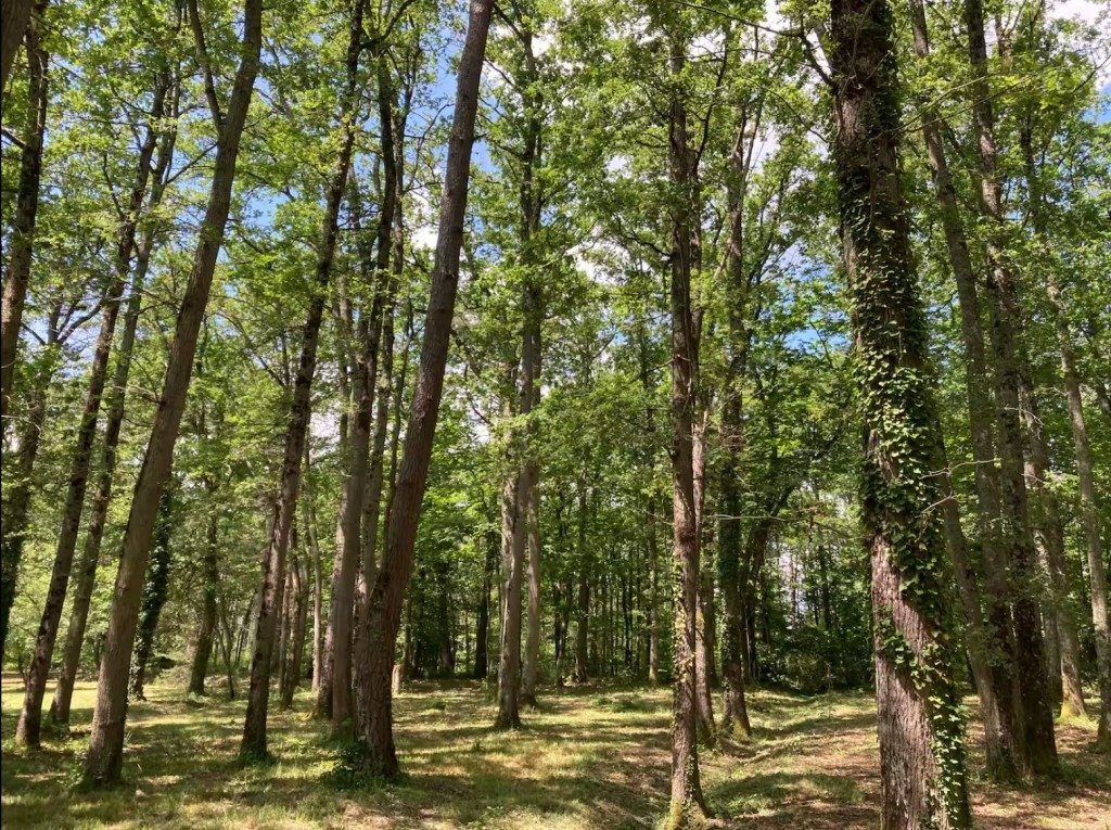 Grande villa contemporaine avec piscine en Sologne – photo 4